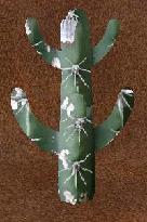 cactussnap.jpg